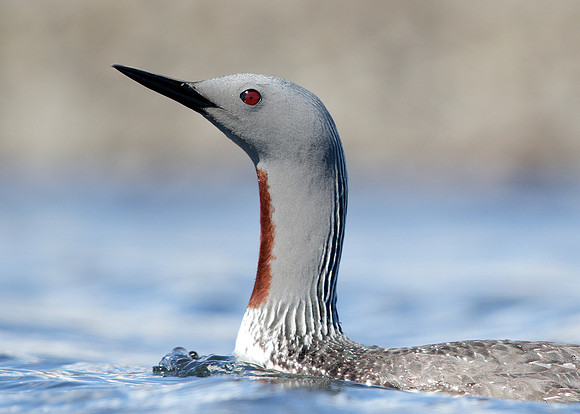 Red-throated Diver Gavia stellata