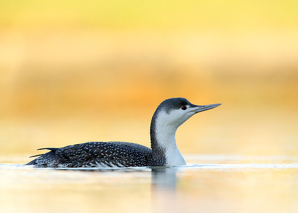 Red-throated Diver Gavia stellata