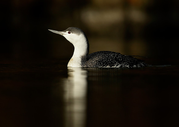 Red-throated Diver Gavia stellata
