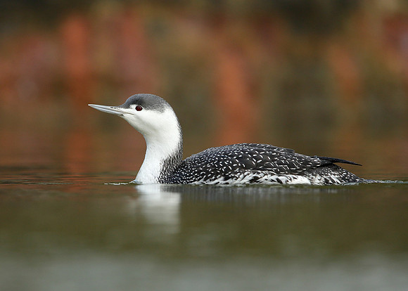 Red-throated Diver Gavia stellata