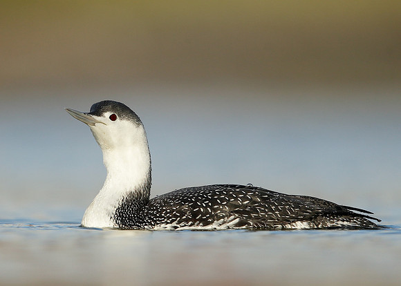 Red-throated Diver Gavia stellata