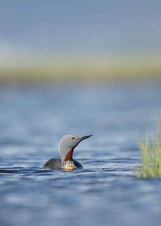 Red-throated Diver Gavia stellata
