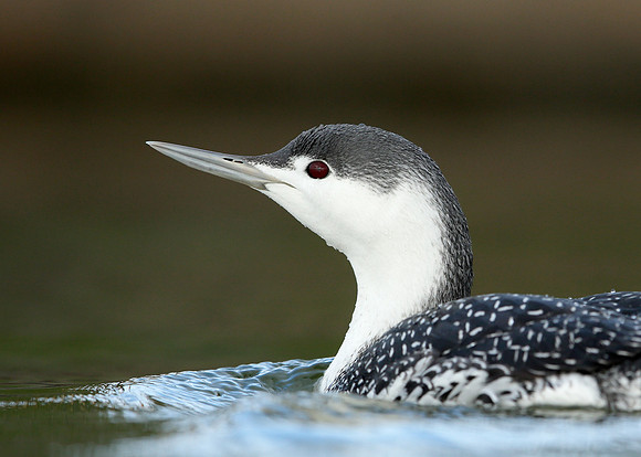 Red-throated Diver Gavia stellata