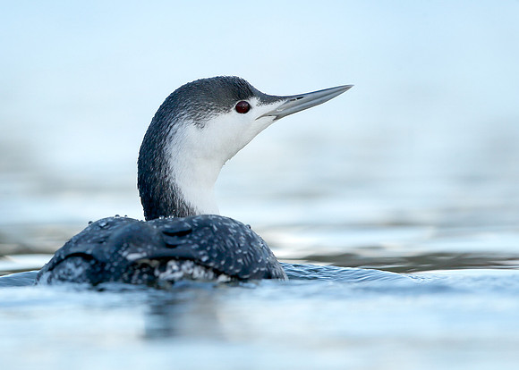 Red-throated Diver Gavia stellata
