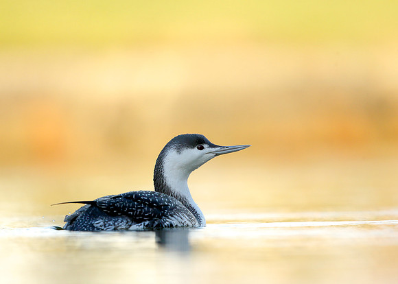 Red-throated Diver Gavia stellata