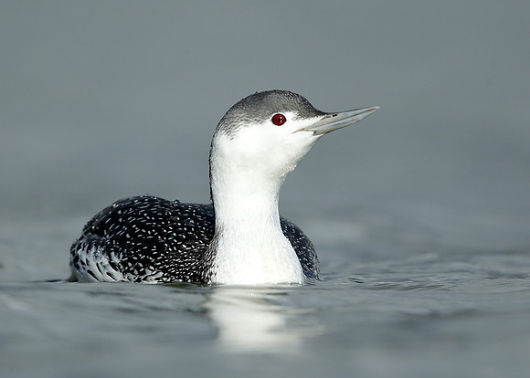Red-throated Diver Gavia stellata