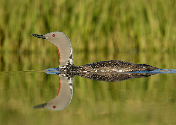 Red-throated Diver Gavia stellata