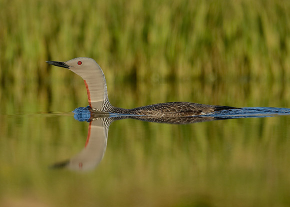 Red-throated Diver Gavia stellata