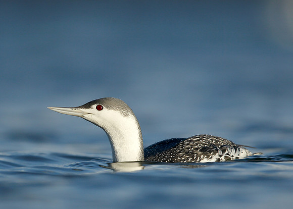 Red-throated Diver Gavia stellata