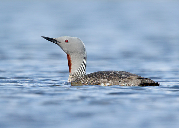 Red-throated Diver Gavia stellata