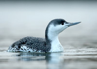 Red-throated Diver Gavia stellata