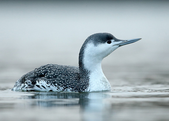 Red-throated Diver Gavia stellata