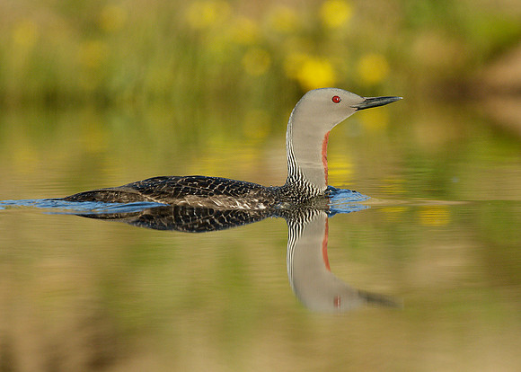 Red-throated Diver Gavia stellata