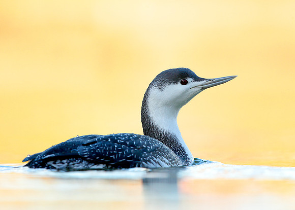 Red-throated Diver Gavia stellata