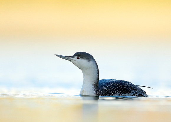 Red-throated Diver Gavia stellata