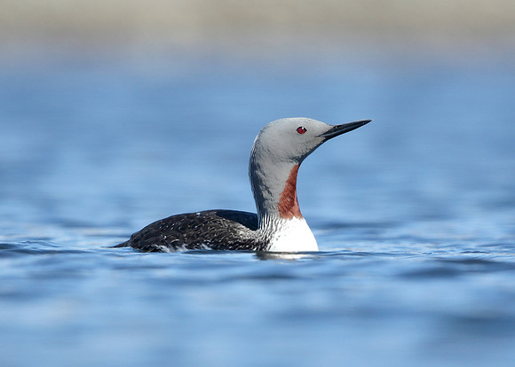 Red-throated Diver Gavia stellata