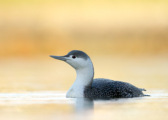 Red-throated Diver Gavia stellata