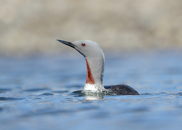 Red-throated Diver Gavia stellata