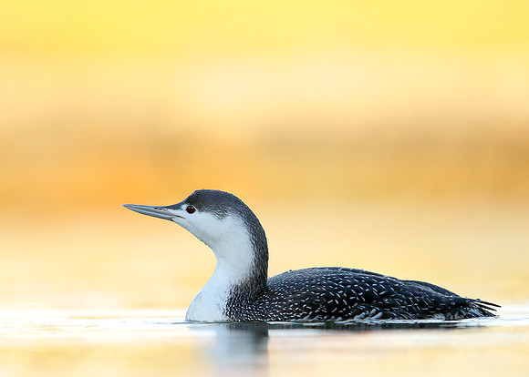 Red-throated Diver Gavia stellata