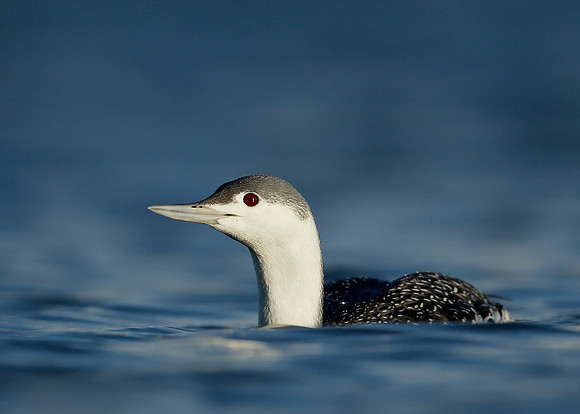 Red-throated Diver Gavia stellata