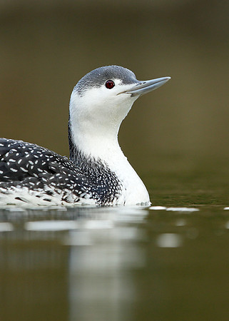 Red-throated Diver Gavia stellata