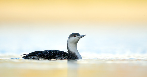 Red-throated Diver Gavia stellata