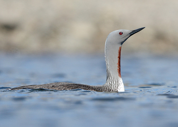 Red-throated Diver Gavia stellata