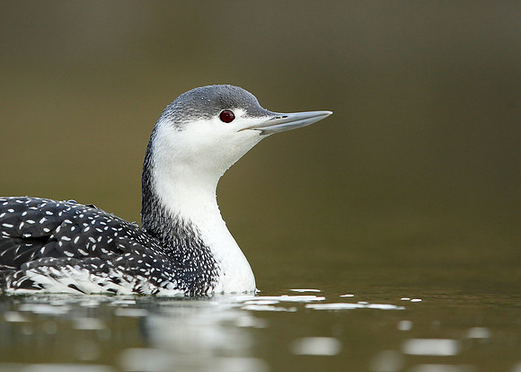 Red-throated Diver Gavia stellata