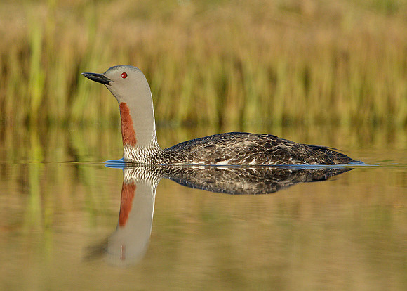 Red-throated Diver Gavia stellata