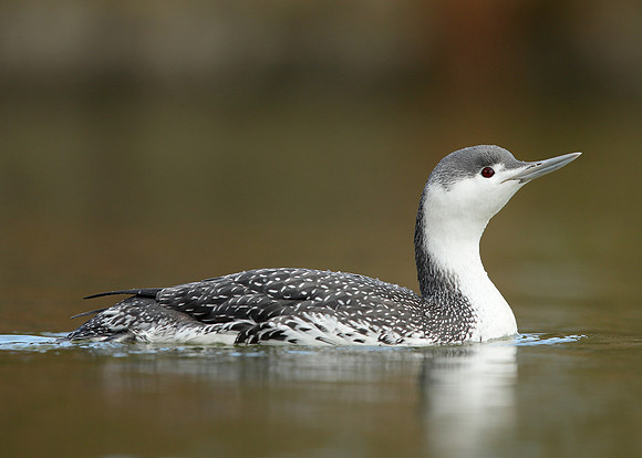 Red-throated Diver Gavia stellata