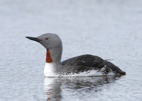 Red-throated Diver Gavia stellata