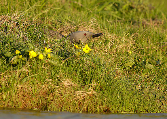 Red-throated Diver Gavia stellata