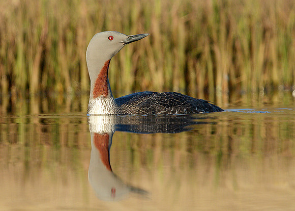 Red-throated Diver Gavia stellata
