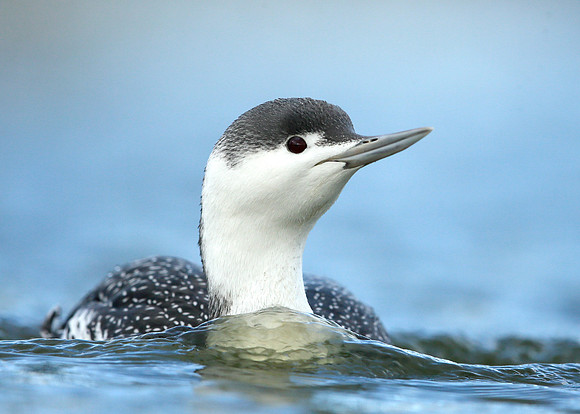 Red-throated Diver Gavia stellata