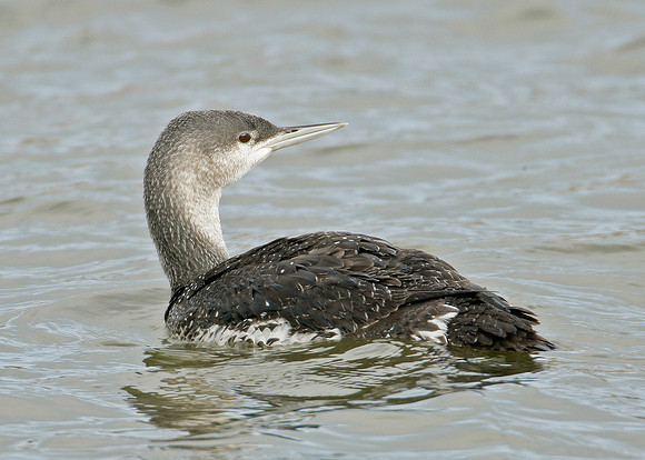 Red-throated Diver Gavia stellata