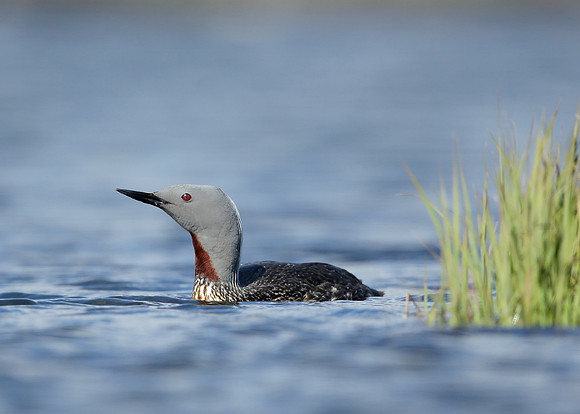 Red-throated Diver Gavia stellata