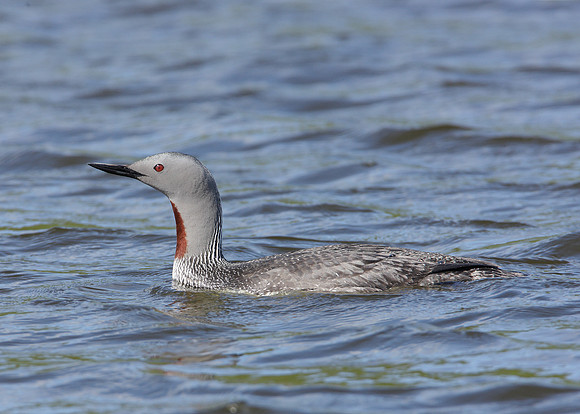 Red-throated Diver Gavia stellata
