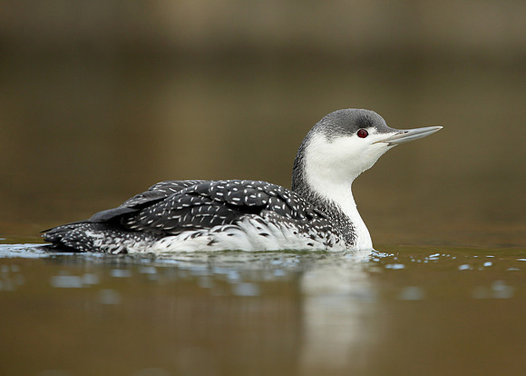 Red-throated Diver Gavia stellata