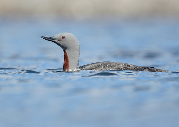 Red-throated Diver Gavia stellata