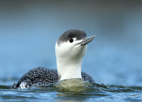 Red-throated Diver Gavia stellata