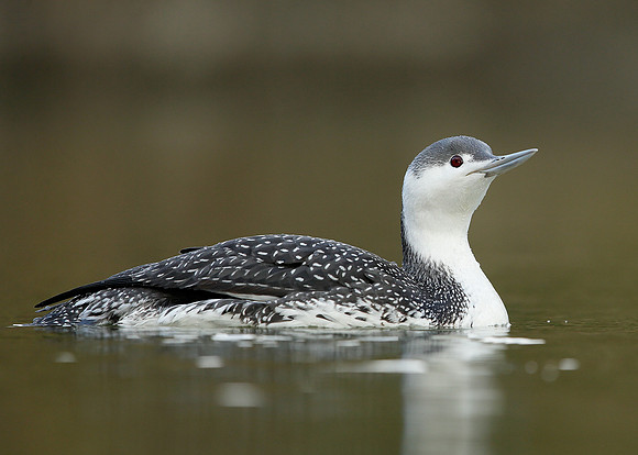 Red-throated Diver Gavia stellata
