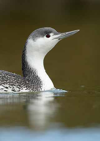 Red-throated Diver Gavia stellata