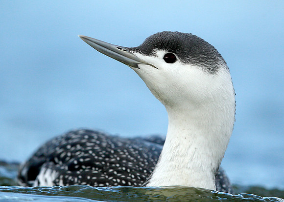 Red-throated Diver Gavia stellata