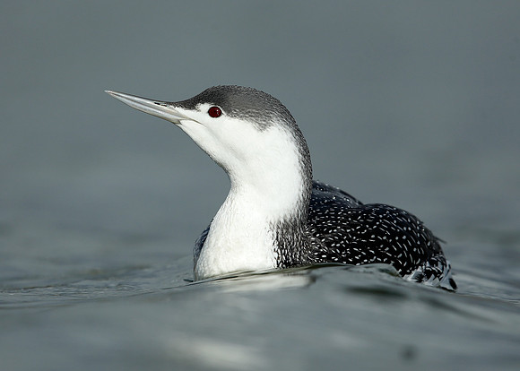 Red-throated Diver Gavia stellata