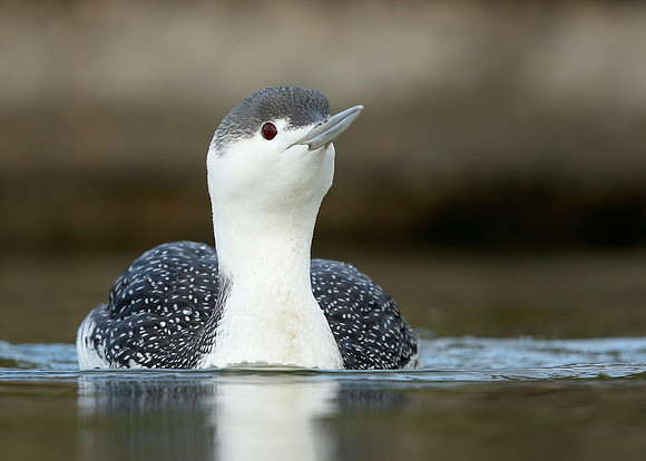 Red-throated Diver Gavia stellata