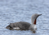 Red-throated Diver Gavia stellata