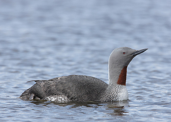 Red-throated Diver Gavia stellata