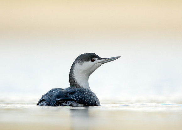 Red-throated Diver Gavia stellata
