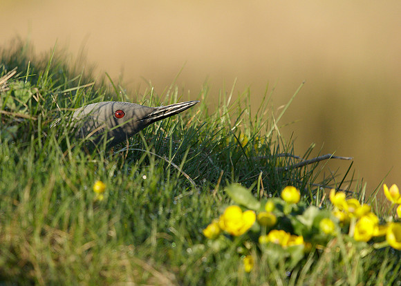 Red-throated Diver Gavia stellata