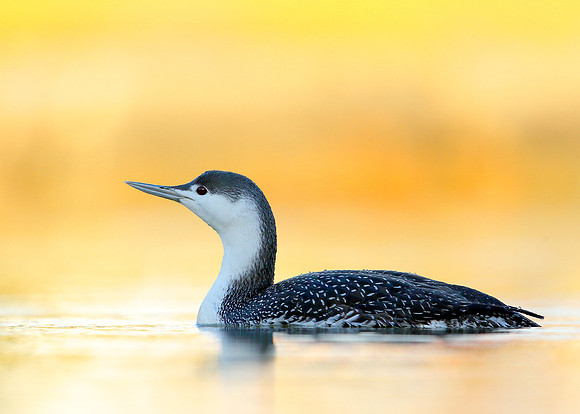 Red-throated Diver Gavia stellata
